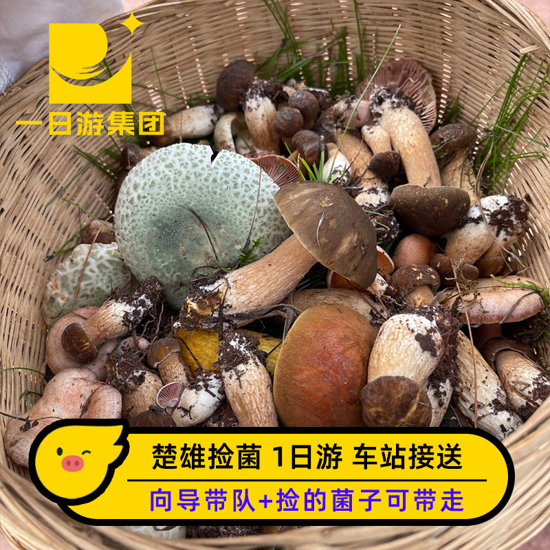 楚雄捡菌子一日游：专业向导科普+菌子火锅+装备+天天发班小团