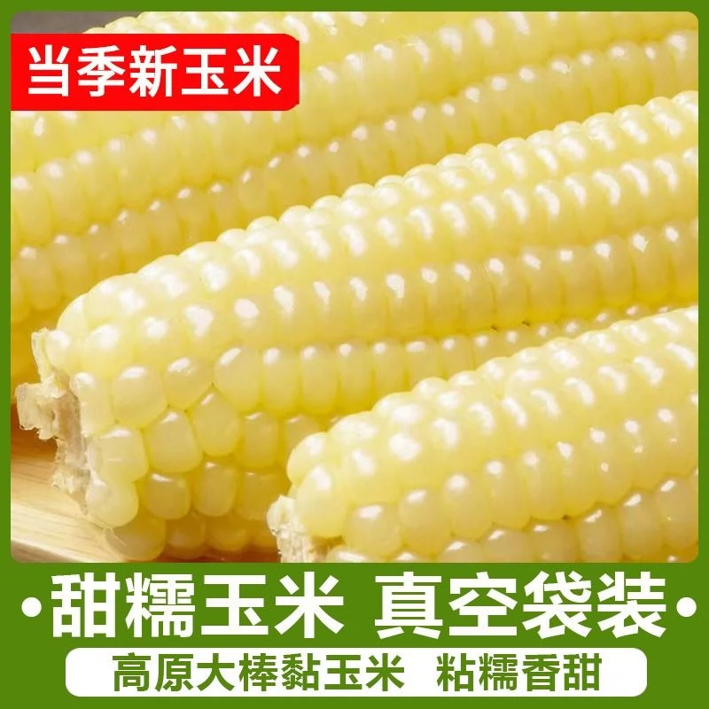 新鲜玉米头茬独立真空粘玉米糯玉米棒子黏苞米黄棒子精选风味甜糯