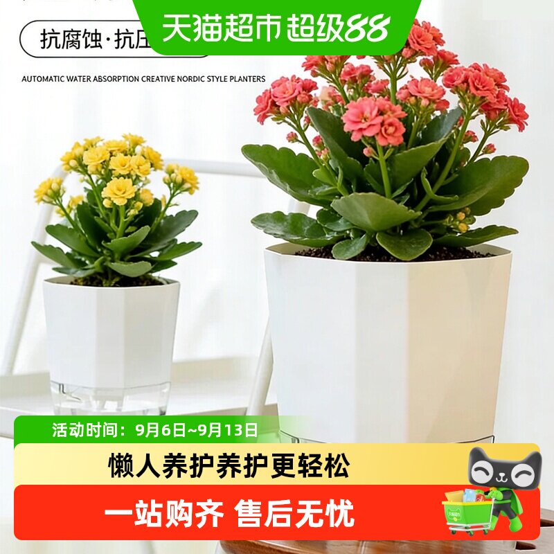 水培花盆中怡美吊兰绿萝文竹水仙树脂自吸水懒人盆免浇水桌面透明