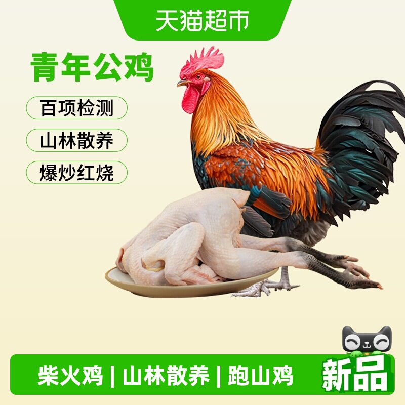 三德子青年散养公鸡图片