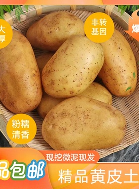 新鲜大土豆农家自种精品正宗营养健康绿色新鲜现挖土豆