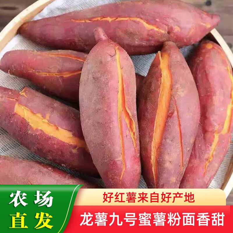 山东龙薯九号蜜薯黄心粉糯香甜新鲜红薯农家现挖番薯孕妇蔬菜地瓜