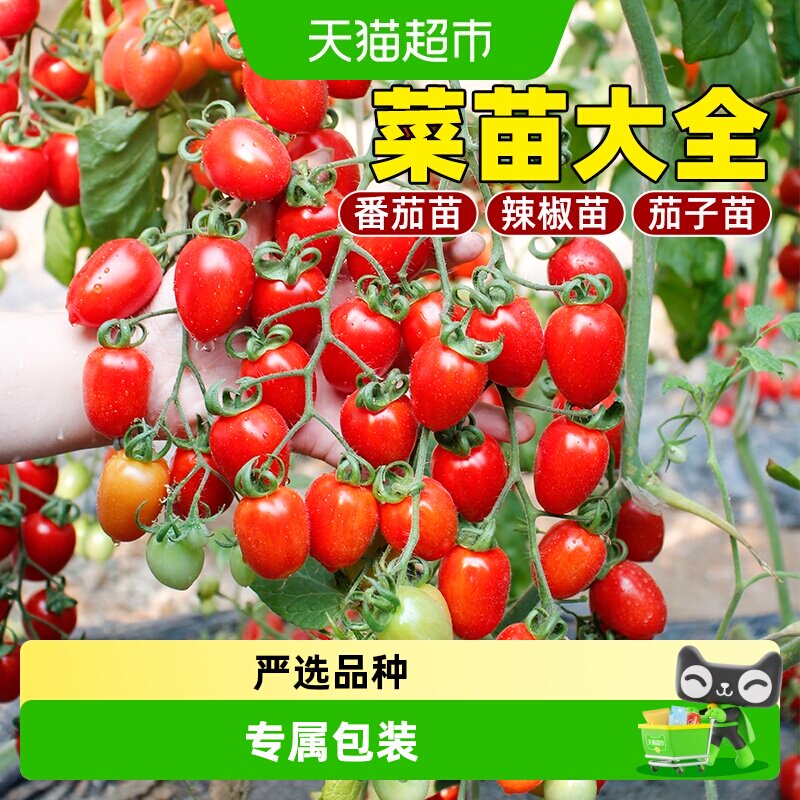 寿禾千禧圣女果番茄蔬菜苗秧秧苗果苗温室大棚种植阳台菜苗适用
