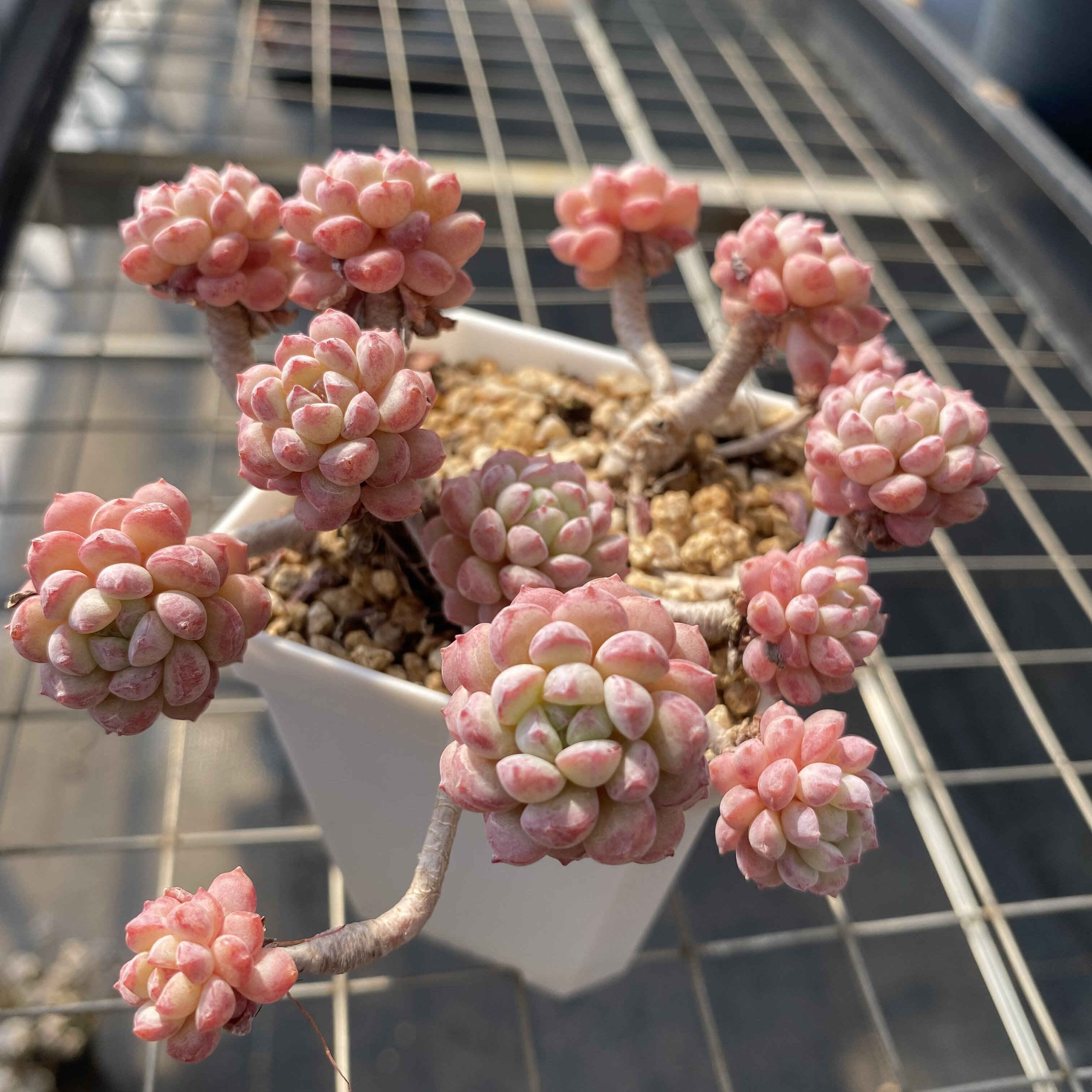 【花沐多肉】小红蛋老桩桃蛋杂交多肉植物