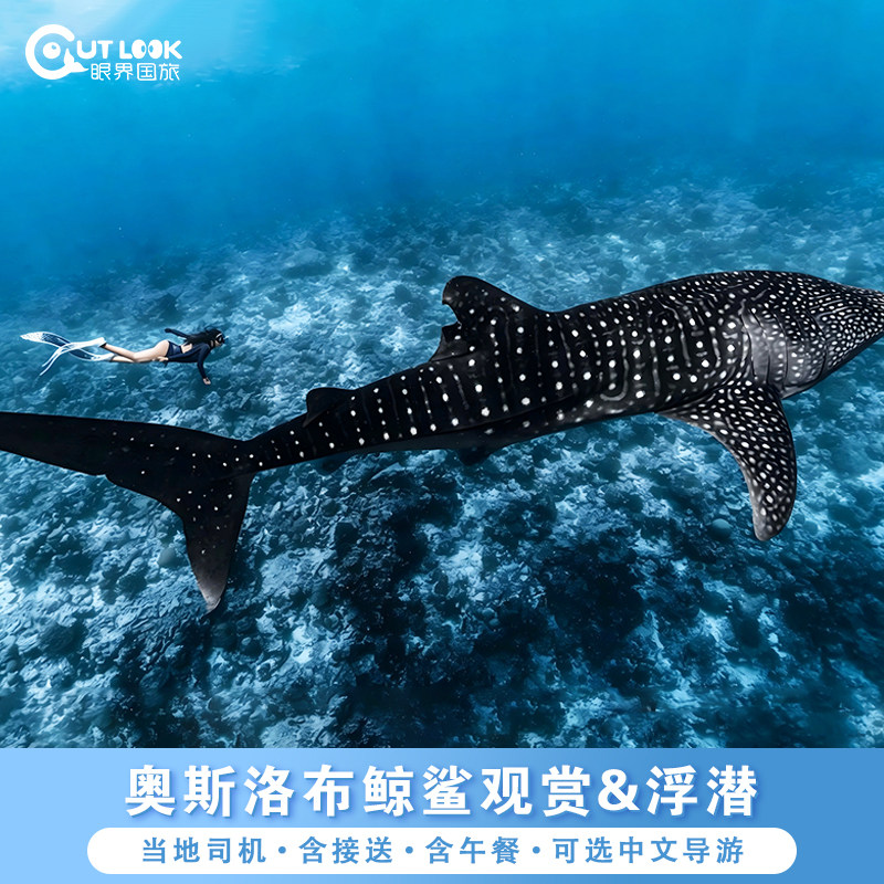 菲律宾宿务出发:奥斯洛布鲸鲨观赏&浮潜一日游 | 往返接送&午餐