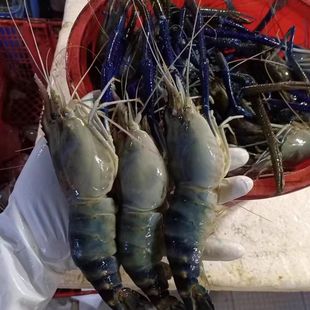 超大号罗氏虾2000g鲜活大头虾罗氏虾鲜活海鲜大虾速冻水产