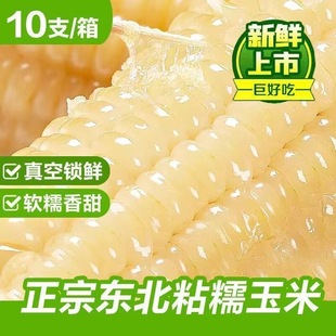 东北白糯玉米正宗粘玉米粗粮玉米新鲜糯玉米大棒真空装头茬新玉米