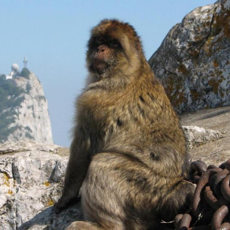 西班牙旅游直布罗陀观光 全日游bed