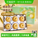 正宗山东秋月梨当季 新鲜水果脆甜多汁鲜梨子