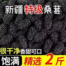 新疆野生黑桑葚免洗无沙桑新疆桑葚干罐装特级大果直泡茶泡水