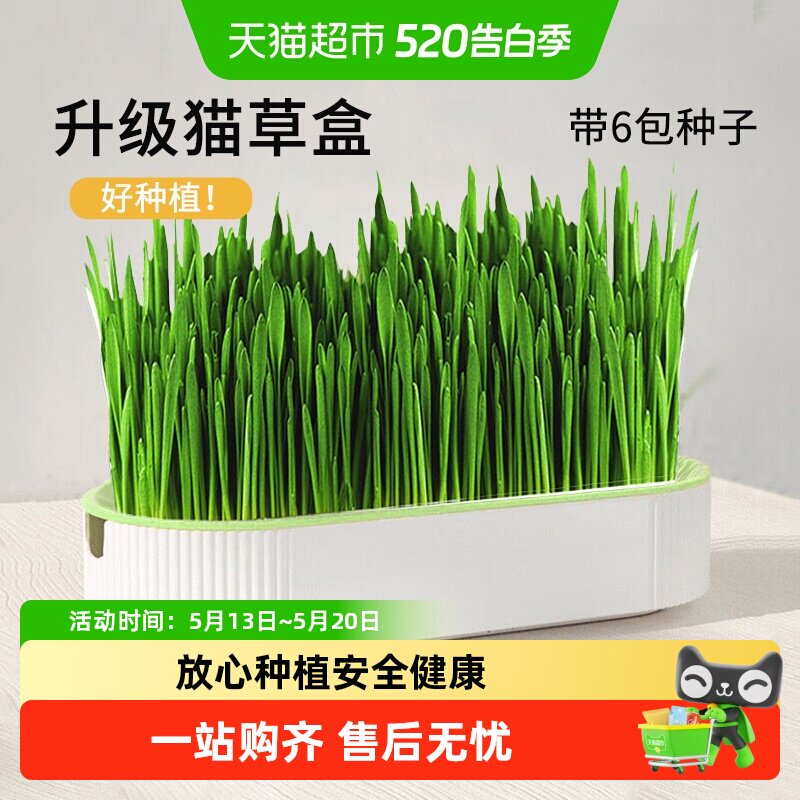 猫草盆栽小麦种子育苗盘无土水培化毛草猫薄荷自已种好幼猫咪零食