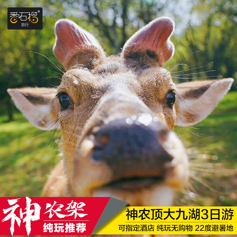 神农架旅游湖北三日游武汉周边3天2晚神农顶纯玩跟团游神龙架旅游