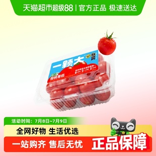 【超级补贴】一颗大樱桃番茄1832g