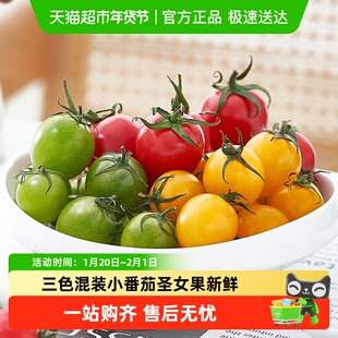 山东三色装圣女果小番茄新鲜水果当季现摘水润爆汁香嫩多汁代餐