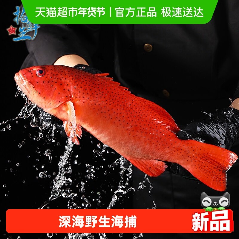 拾鲜生深海海捕东星斑 (去肚去腮)海鲜冷冻瓜子鱼斑鱼生鲜鱼类,水产肉类/新鲜蔬果/熟食,淡水鱼类,淘宝优惠券,粉丝福利购,淘宝优惠卷