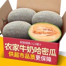 正宗山東哈密瓜當季 包郵 5斤新鮮水果網(wǎng)紋瓜香甜蜜瓜應(yīng)季 整箱