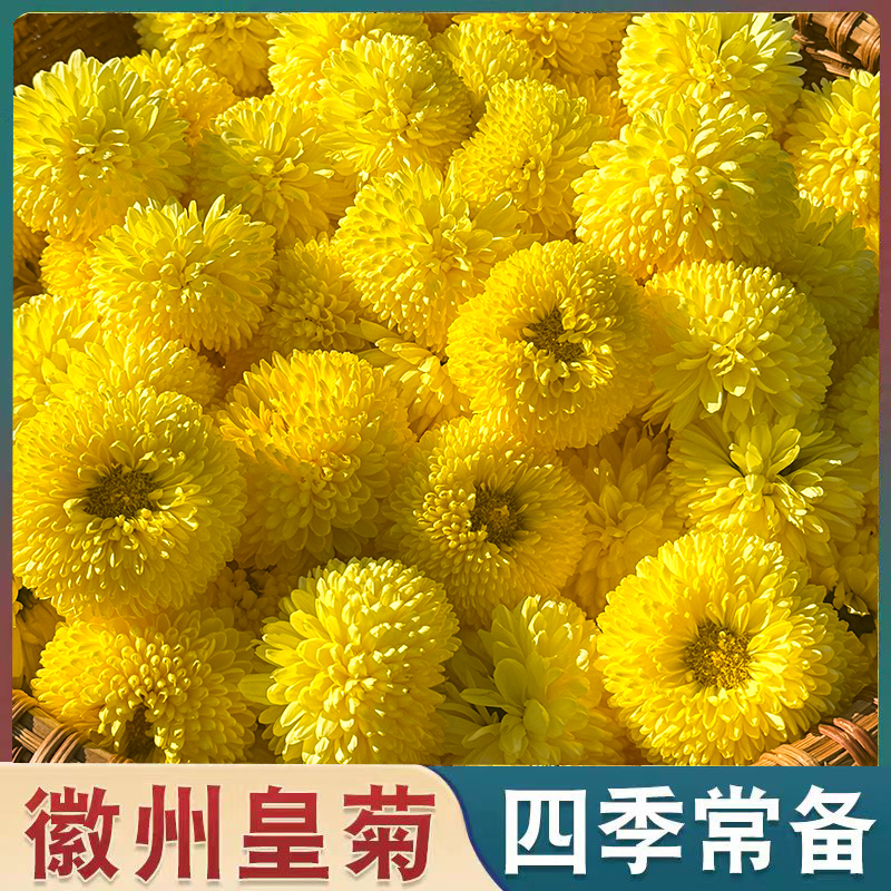 菊花茶黄菊花黄山徽州皇菊500g特散装黄菊婺源皇菊级大黄菊花茶