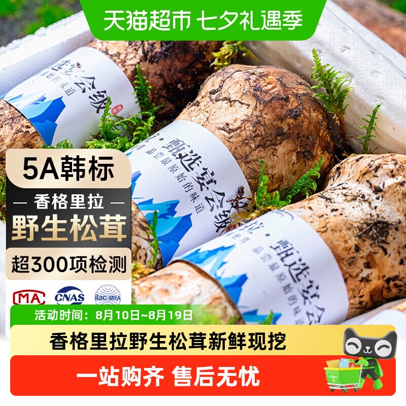 云南香格里拉野生松茸新鲜现货