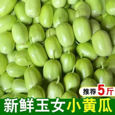山东玉女小黄瓜5斤当季新鲜水果小黄瓜拇指黄瓜蔬菜青瓜白玉黄瓜