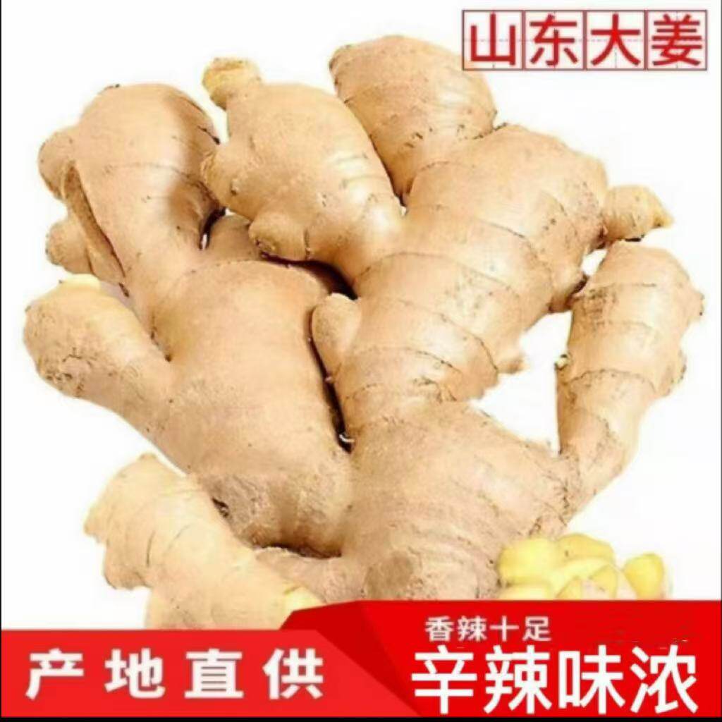山东特产大黄姜新鲜辛辣味浓的生姜大块姜1斤3斤5斤包邮