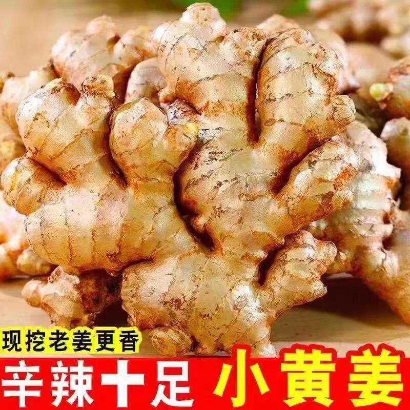 速发正宗云南小黄姜罗平新鲜生姜老姜现挖高山沙姜土姜种子蔬菜