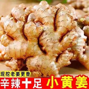 鲜嫩正宗云南小黄姜高原新鲜生姜老姜现挖高山沙姜土姜种子蔬菜