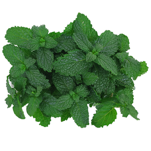 薄荷叶嫩头新鲜可食用泡水调酒香料蕃荷叶芽烘焙奶茶西餐摆盘装饰