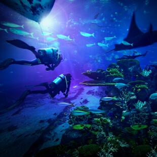 [吉隆坡城中城水族馆-大门票]（限非马来西亚人）吉隆坡城中城水族馆大门票电子票 Auaria Klcc