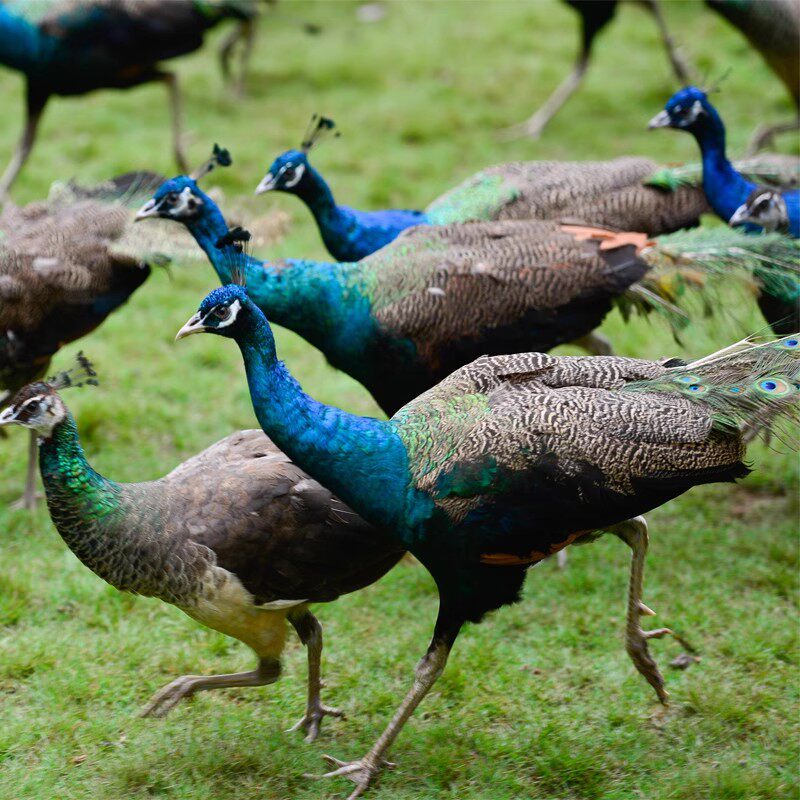 [湄公河水底世界-湄公河水底世界门票+西双版纳原始森林公园门票]底世界门票+西双版纳原始森林公园门票