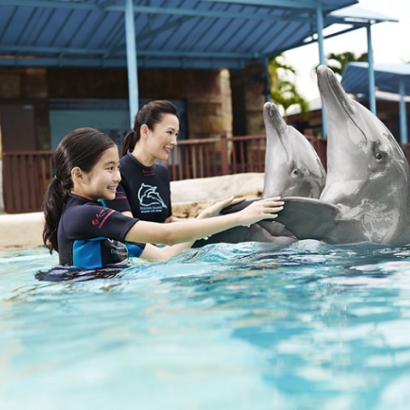 [新加坡海豚园-海豚望角]不可单订水上乐园海豚望角