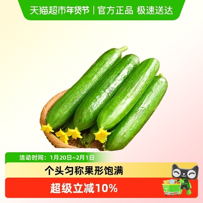 众利合无刺脆嫩水果黄瓜