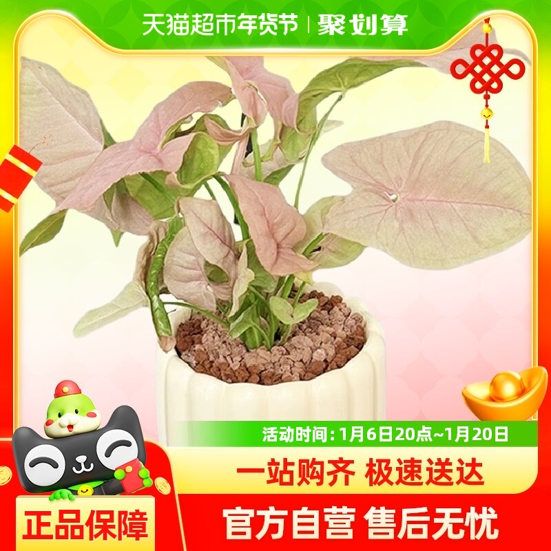 ��ۼ������԰칫���������ļ�����ֲ�ﾻ��������ֲ���ܷ�ɫ����