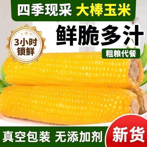 当季新货东北黄甜糯玉米棒10支真空包装低脂黄糯大棒甜东北黏苞米
