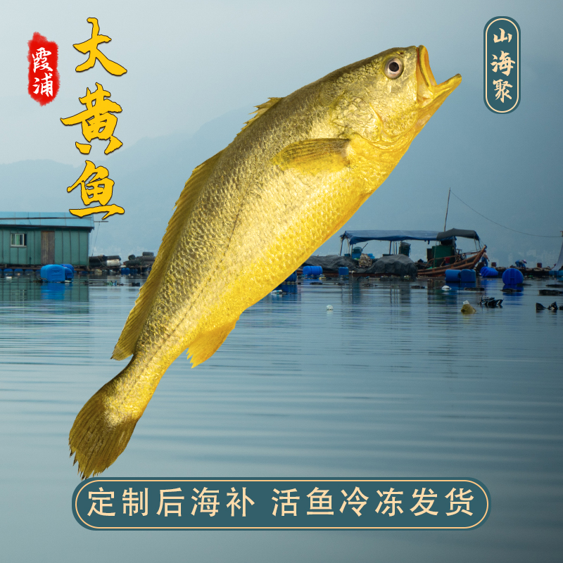 宁德特产黄花鱼新鲜海鲜野生鲜鱼类水产海鱼大黄鱼冷冻鱼拒绝包冰
