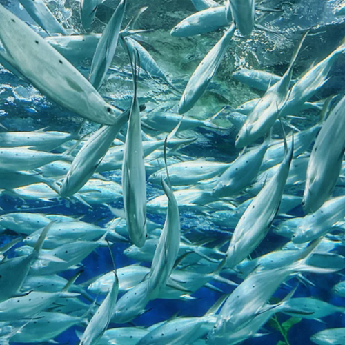 超长海底隧道：拥有 155 米超长海底隧道 独特的中国展区 丰富的生物种类：馆内设有九大主题展区 特色科普活动：会定期举办各种科普活动