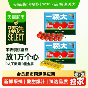 臻选 一颗大臻选番茄精品礼盒装酸甜爆汁基地直发