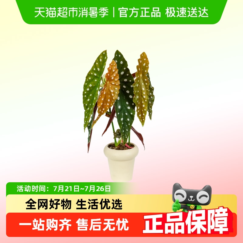 朵屿花间网红ins风绿植盆栽