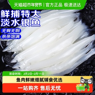 青岛大银鱼新鲜冷冻面条鱼白饭鱼宝宝银鱼