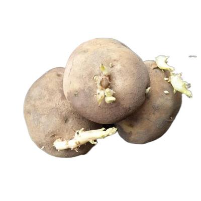 马铃薯荷兰15高产黄皮土豆种子