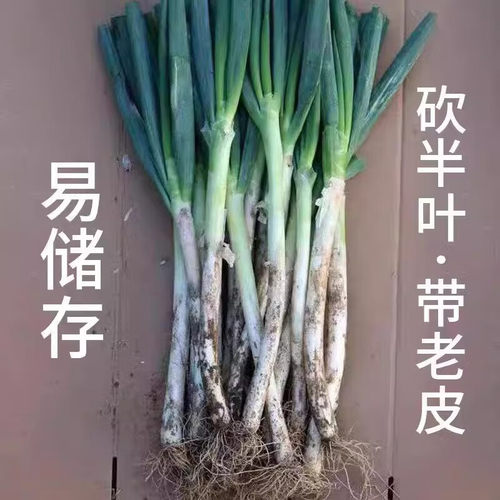 无硬芯精品铁杆大葱现挖现发微甜微辣清脆爽口农家种植易储存