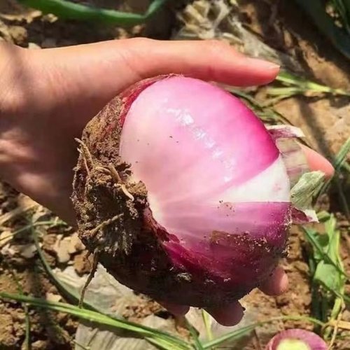 新鲜现挖紫皮洋葱水果小圆葱扁圆