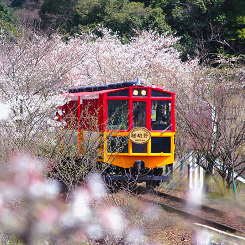 日本京都岚山小火车票嵯峨野观景樱花/枫叶季观光小火车电子票