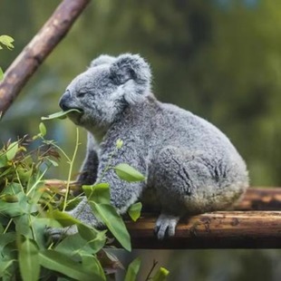 可伦宾野生动物保护园 澳洲黄金海岸可伦宾动物园抱考拉拍照 大门票 抱考拉拍照 早餐 和考拉共进早餐