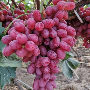 顺丰包邮新鲜克伦生无籽红提葡萄健康水果适合孕妇儿童