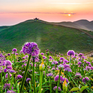 贵州旅游纯玩2天1晚私家团赫章韭菜坪乌蒙大草原贵阳出发限时妥乐