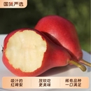 水果啤酒梨太婆梨紅脾梨紅皮梨子軟梨國貨果園 現摘新鮮紅啤梨當季