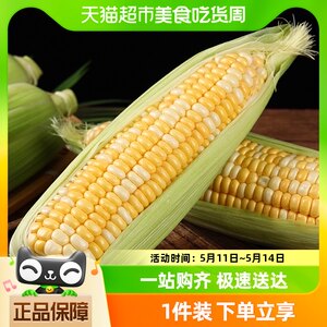 云南金银水果玉米新鲜玉米3/5斤甜玉米棒子包谷新鲜蔬菜包邮