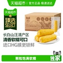 黄糯玉米新鲜软糯真空装 25年新玉米 早餐健康粗粮 臻选