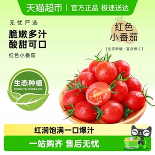 圣女果千禧小番茄超甜新鲜自然熟西红柿生吃水果现摘