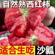河南现摘沙瓤西红柿新鲜番茄老品种自然数应季水果蔬菜美白代餐